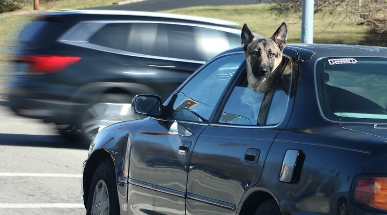 A German Shepherd seemed to be enjoying the sunny weather as he looks around at the other cars waiting at a traffic light Friday on North Limestone Street. BILL LACKEY/STAFF