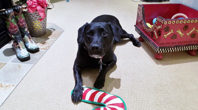 Teddy and his toy candy cane. CONTRIBUTED