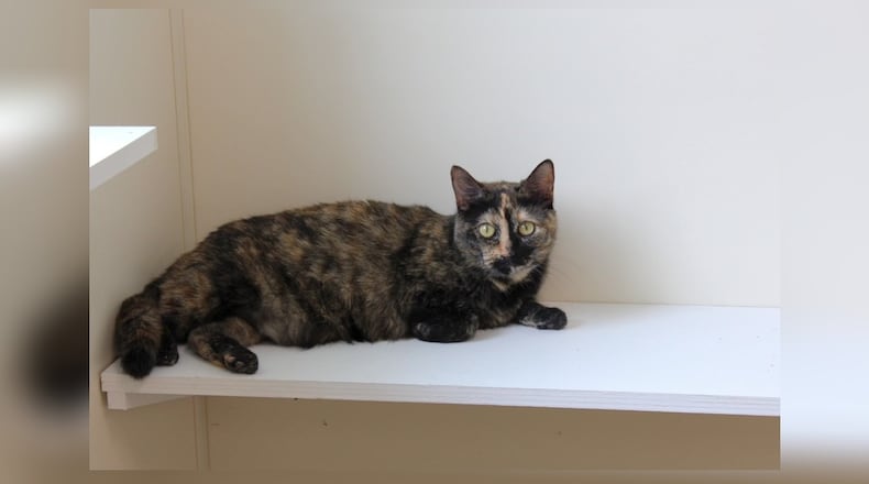 Meet Callie. Whiskers and Callie belonged to an elderly gentleman in Springfield. He was battling cancer the last couple of years and is now entering hospice care. His daughter-in-law called Paws Animal Shelter to see if we could take his two cats, as she and her husband have a large German Sheppard who is vicious towards small animals, so they were unable to take them. They went through quarantine and are now in the Catacabana, one of our adult cat rooms. They’re both super sweet cats and they get along well with their roommates. They would be wonderful additions to virtually any family. Come visit them at 1535 West U.S. Highway 36, Urbana. Check out Paws at pawsurbana.com, on Facebook at facebook.com/paws.urbana, on Petfinder at petfinder.com or call 937-653-6233. Paws is in need of volunteers and foster homes. CONTRIBUTED