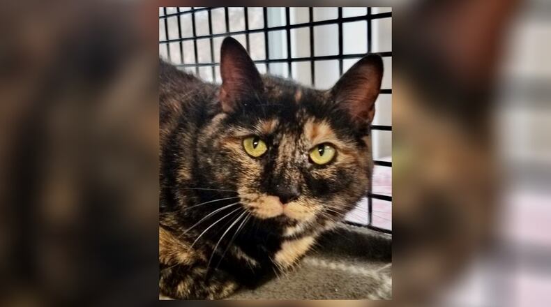 Bathsheba is a beautiful spayed 4-year-old dark torti. She had sadly been left behind when her former people moved away. Bathsheba is your typical ornery torti, playful and independent, sassy and sweet. She’s now looking for her real fur-ever home. Come by and meet Bathsheba in the front lobby at the Paws Animal Shelter, 1535 West U.S. Highway 36, Urbana. Check out PAWS at www.pawsurbana.com, on Facebook at www.facebook.com/paws.urbana, on Petfinder at petfinder.com or call 937-653-6233. CONTRIBUTED