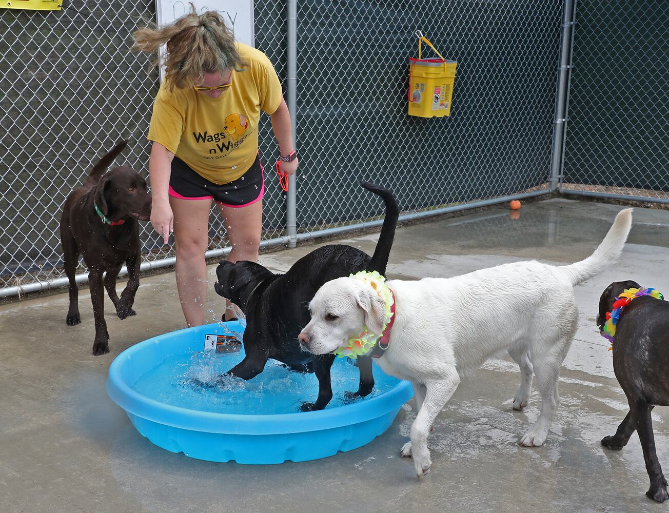 PHOTOS: Doggie Pool Party