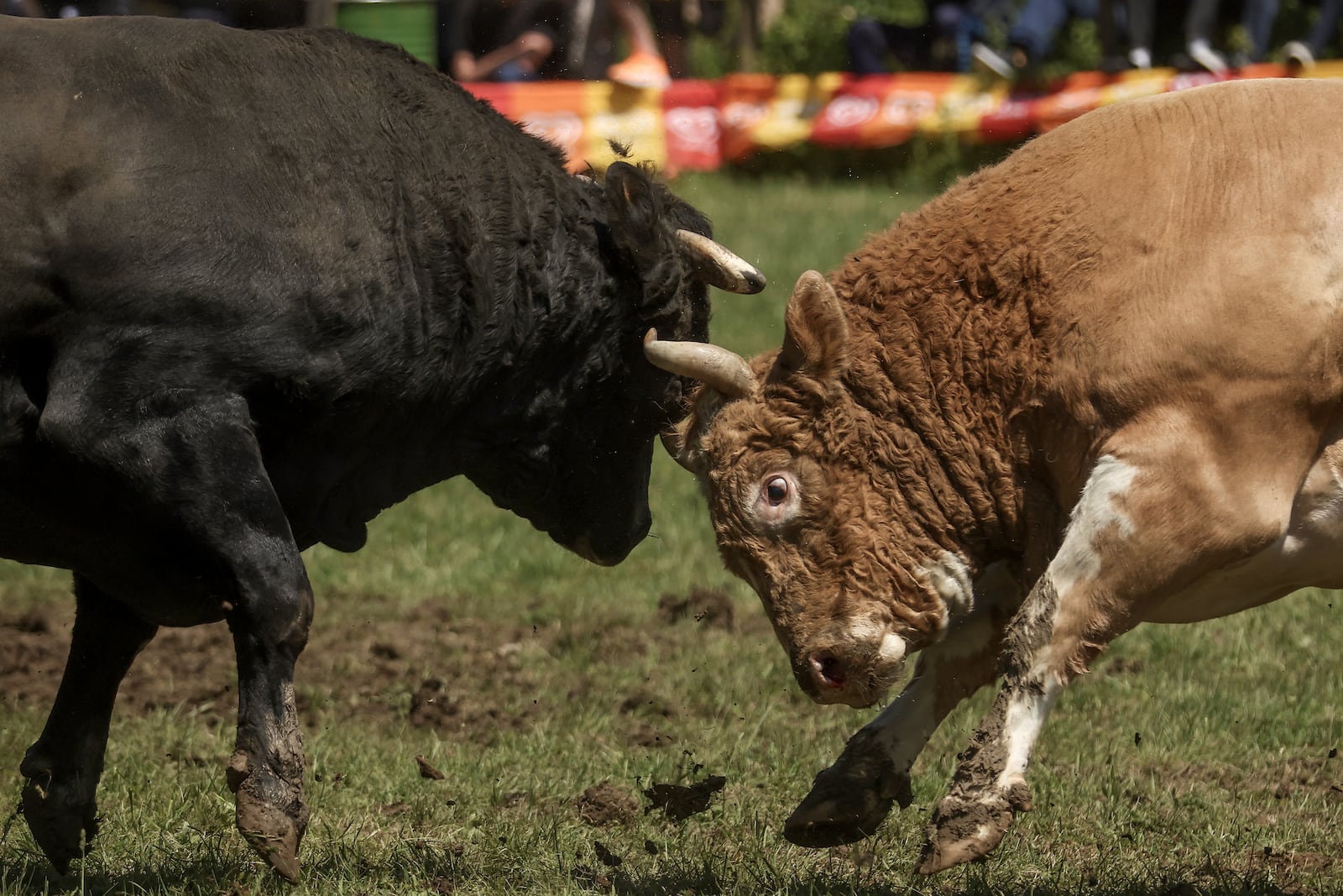 Bulls fight during the bullfight competitions in Bijelo Polje, Bosnia, Sunday, May 11, 2025. (AP Photo/Armin Durgut)