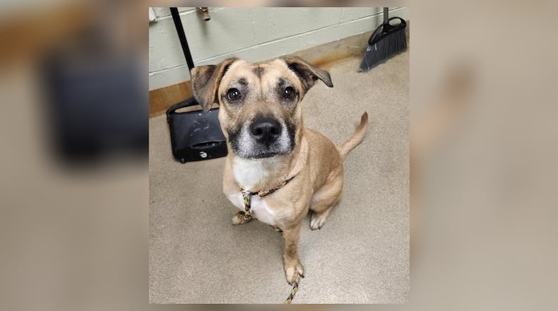 Sassy is a 50 lb., 3-5 yr old mixed breed that is looking to find a furever home. She is very friendly and sweet. She seems to do okay with other dogs, but we do always recommend a meet-n-greet prior to adopting. Her adoption fee this week is $22, as she is the Pet of the Week. That includes her vaccines, alteration, microchip, dog license, and a free vet check. Call 937-521-2140, for an appointment to meet her. Clark County Dog Shelter is at 5201 Urbana Road, Springfield. CONTRIBUTED