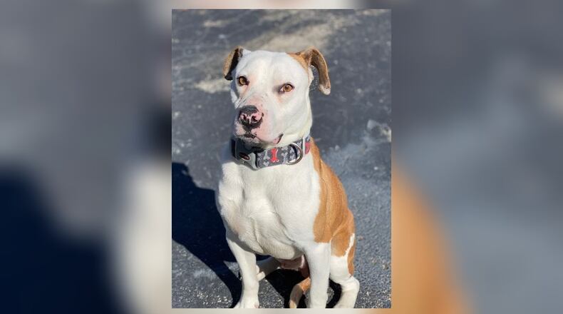 Vinny, a 3-year-old male terrier mix, is looking for his furever home. He is neutered, vaccinated, microchipped, vet checked and comes with a Clark County Dog License for $77. Vinny is at the Clark County Dog Shelter, 5201 Urbana Road, Springfield. The shelter can be reached at 937-521-2140, or visit www.facebook.com/clarkcountydogshelter for more information. CONTRIBUTED