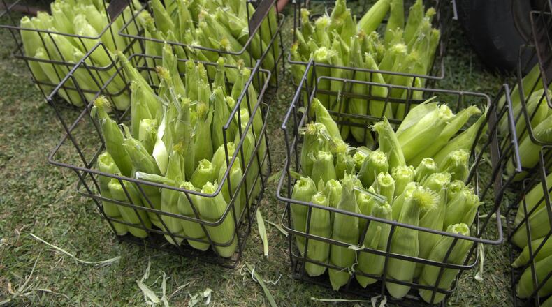 Expect lots of this sweet corn at the annual Fairborn Sweetcorn Festival this weekend. STAFF FILE PHOTO BY DAVE MUNCH