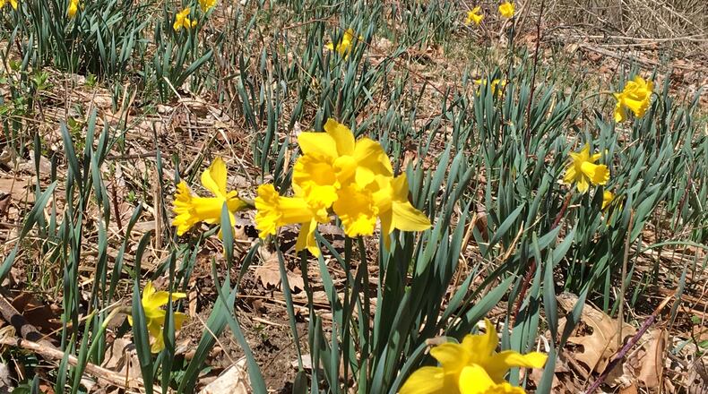 Clearing invasive honeysuckle plants will save other wildflowers and trees. PAM COTTREL/CONTRIBUTED
