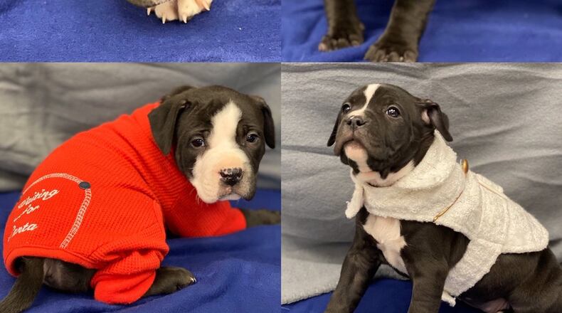 The Clark County Dog Shelter is running a Black Friday special.