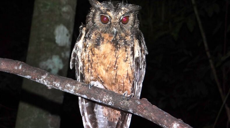 A new species of screech owl discovered in the Amazon has been named for Sister Dorothy Stang, a Dayton-born nun. The Xingu screech owl found in the Amazon was given the scientific name, Megascops stangiae, to honor Stang’s work. CONTRIBUTED PHOTO / KLEITON SILVA