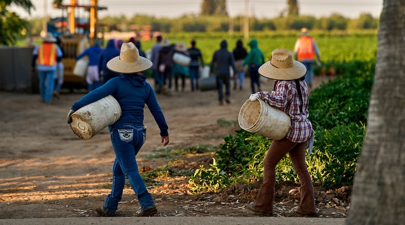 FILE - Migrant farmworkers head to pick crops on an early morning in Fresno, Calif., on July 18, 2025. (AP Photo/Damian Dovarganes, File)