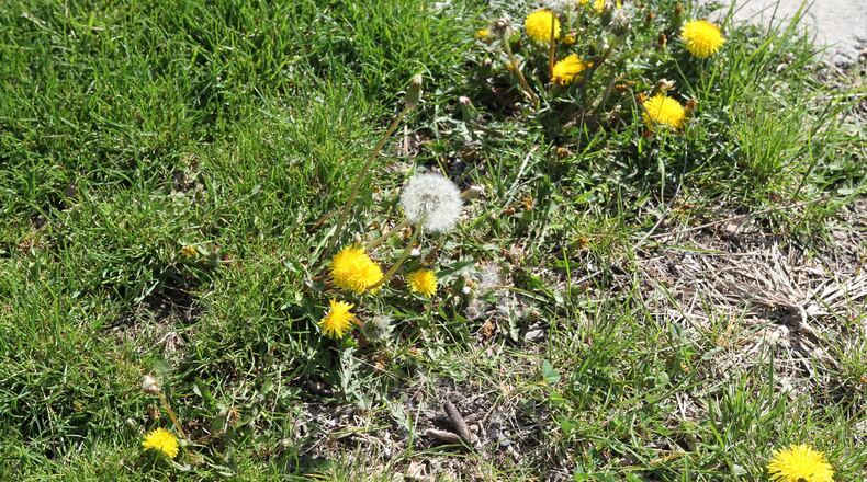 Puffball stage is the best time to use herbicides on dandelions. CONTRIBUTED