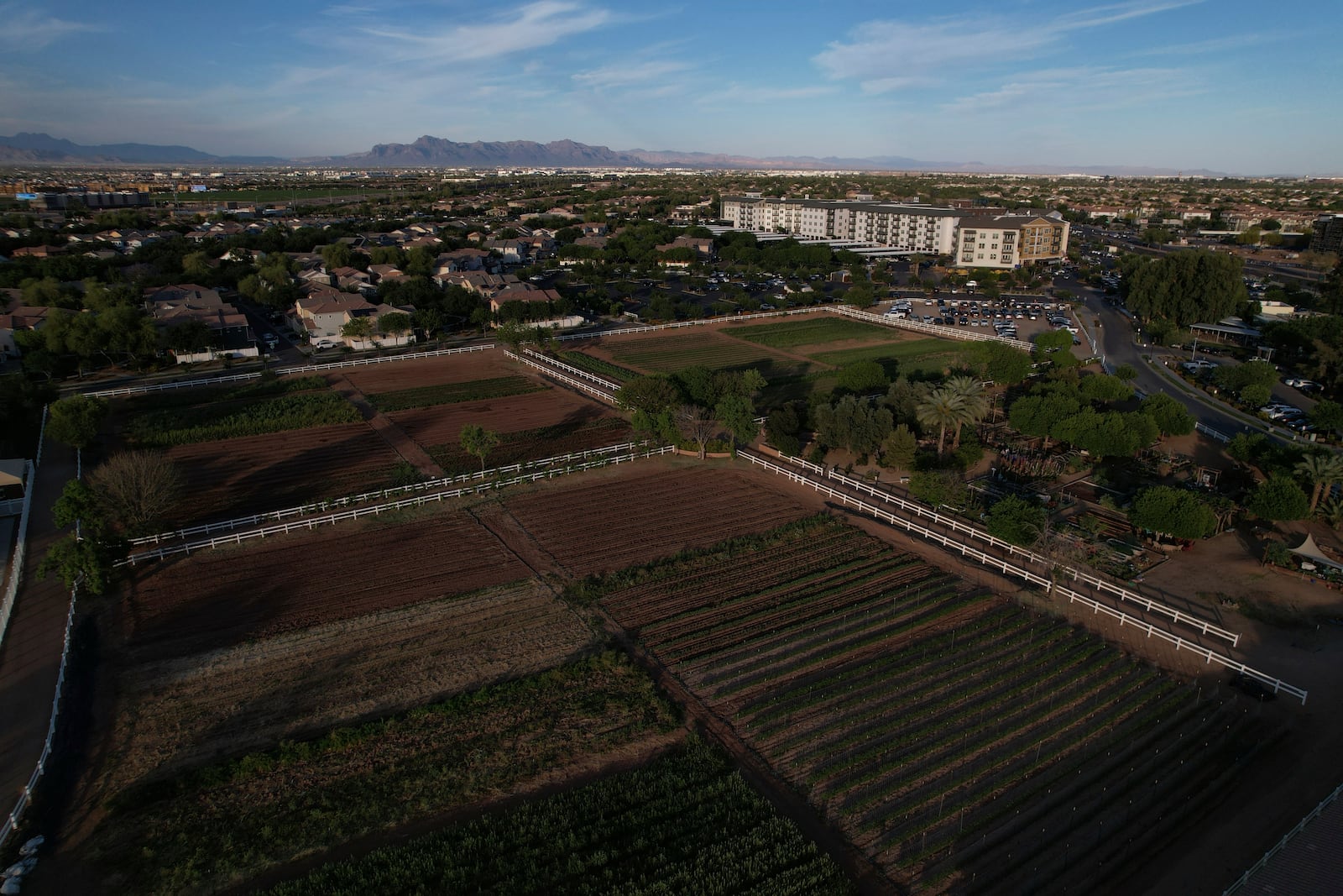 Farmland sits amid Agritopia, a community nestled around a plot of agricultural land, on Monday, April 21, 2025, in Gilbert, Ariz. (AP Photo/Joshua A. Bickel)