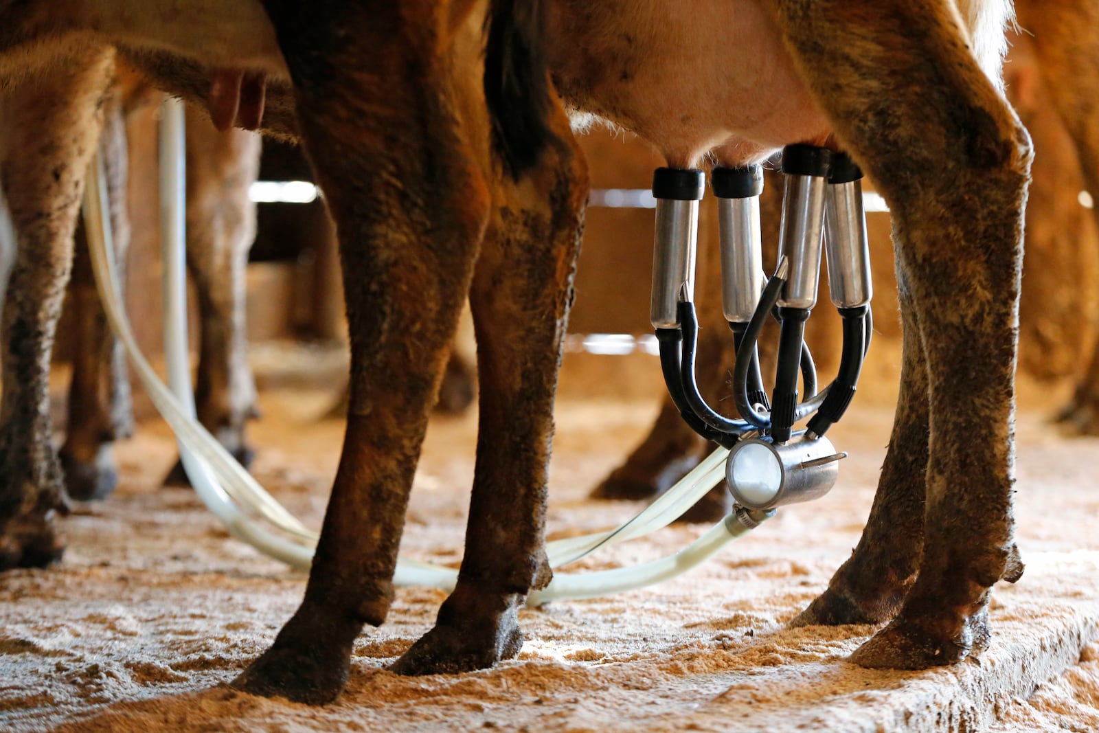 HB 406 would legalize the sale of raw milk directly to the consumer on Ohio farms. (AP Photo/Robert F. Bukaty, File)