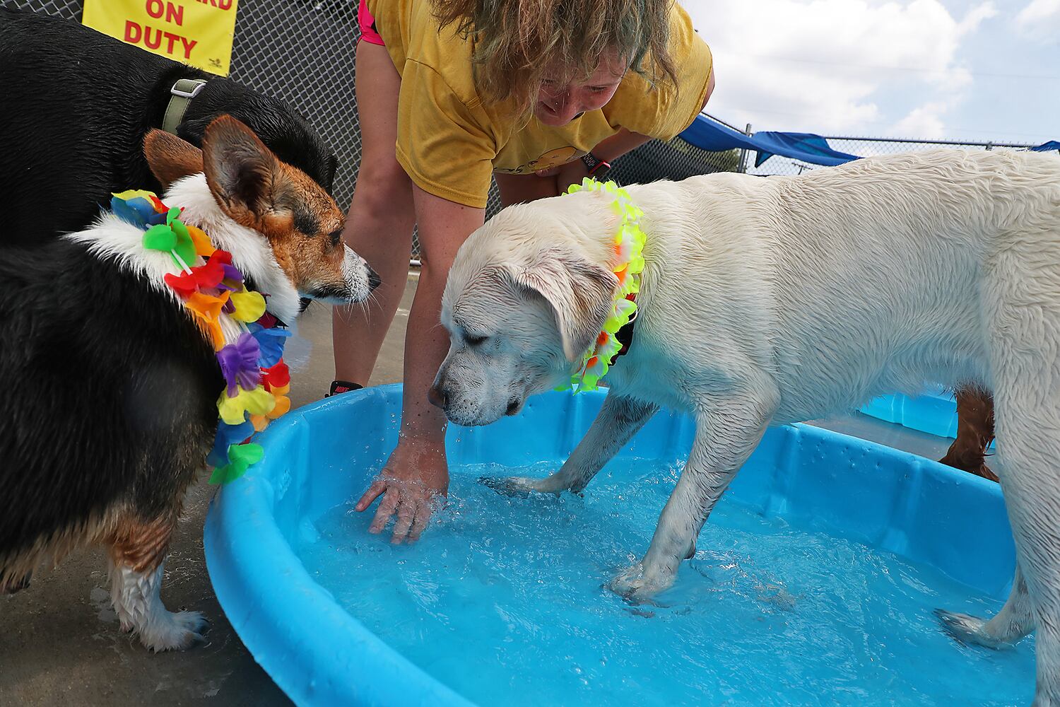 PHOTOS: Doggie Pool Party