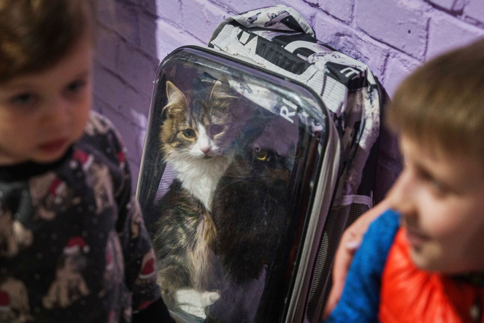Cats sit in a backpack in a school basement being used as a shelter after a Russian airstrike on a residential neighborhood in Kyiv, Ukraine, on Thursday, April 24, 2025. (AP Photo/Evgeniy Maloletka)
