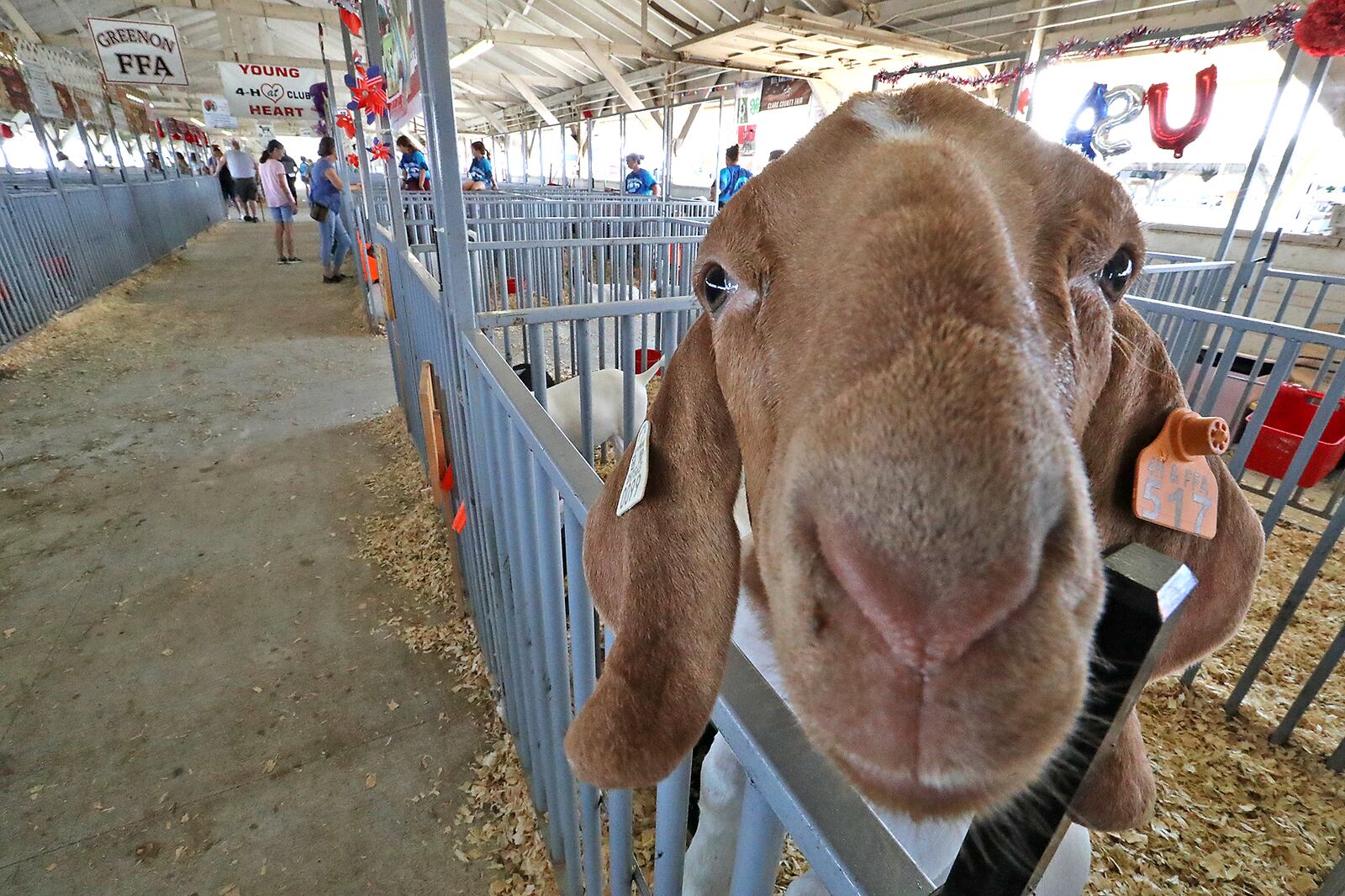 The goats seem to enjoy the new floor in the Goat Barn Monday. BILL LACKEY/STAFF