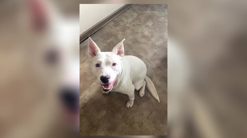 Meet Pancake! She is a 1–3 year old Shepherd-Pittie mix, weighing around 53 lbs. She’s as sweet as her name — gentle, affectionate, and great with people. So far, she’s shown no issues around other dogs and has a calm, friendly demeanor. Clark County Dog Shelter is at 5201 Urbana Road, Springfield. CONTRIBUTED