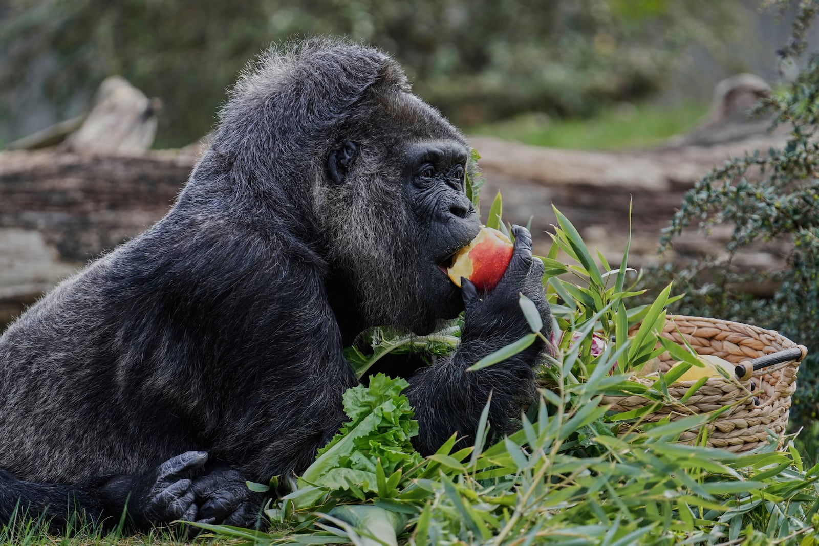 Female gorilla Fatou, the oldest of Berlin's zoo and also believed to be the world's oldest gorilla, enjoys her birthday basket with a "gorilla food surprise", as the zoo celebrates her 68th birthday in Berlin, Germany, Friday, April 11, 2025. (AP Photo/Ebrahim Noroozi)