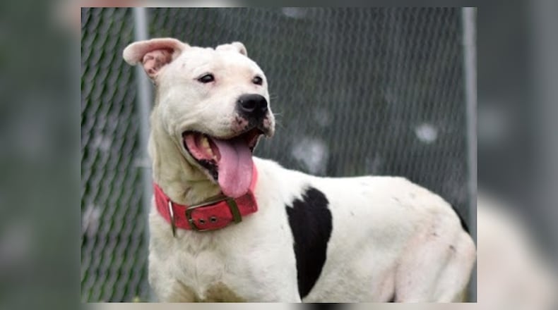 Vixen is the Pet of the Week from the Clark County Dog Shelter. CONTRIBUTED