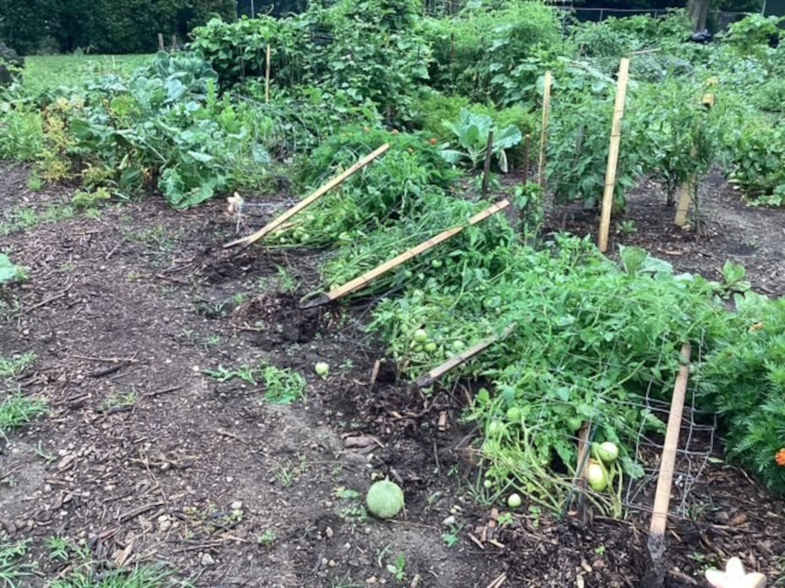 Around 70% of crops at Jefferson Street Oasis, a large community garden in Springfield, were damaged by vandals Wednesday, July 30, 2025 night. Photo by Larry Ricketts
