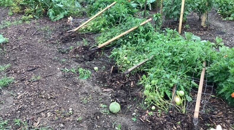 Crops at Jefferson Street Oasis, a large community garden in Springfield, were damaged by vandals overnight July 30, 2025. COURTESY OF LARRY RICKETTS