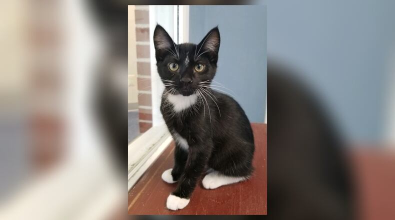 Moose is a very independent, yet playful kitten who, like most kittens, is very curious about everything. He is just waiting to meet you. Come by to play with him at the Paws Animal Shelter, 1535 West U.S. Highway 36, Urbana. Check out PAWS at www.pawsurbana.com, on Facebook at www.facebook.com/paws.urbana, on Petfinder at petfinder.com or call 937-653-6233. PAWS is in need of volunteers and foster homes. CONTRIBUTED