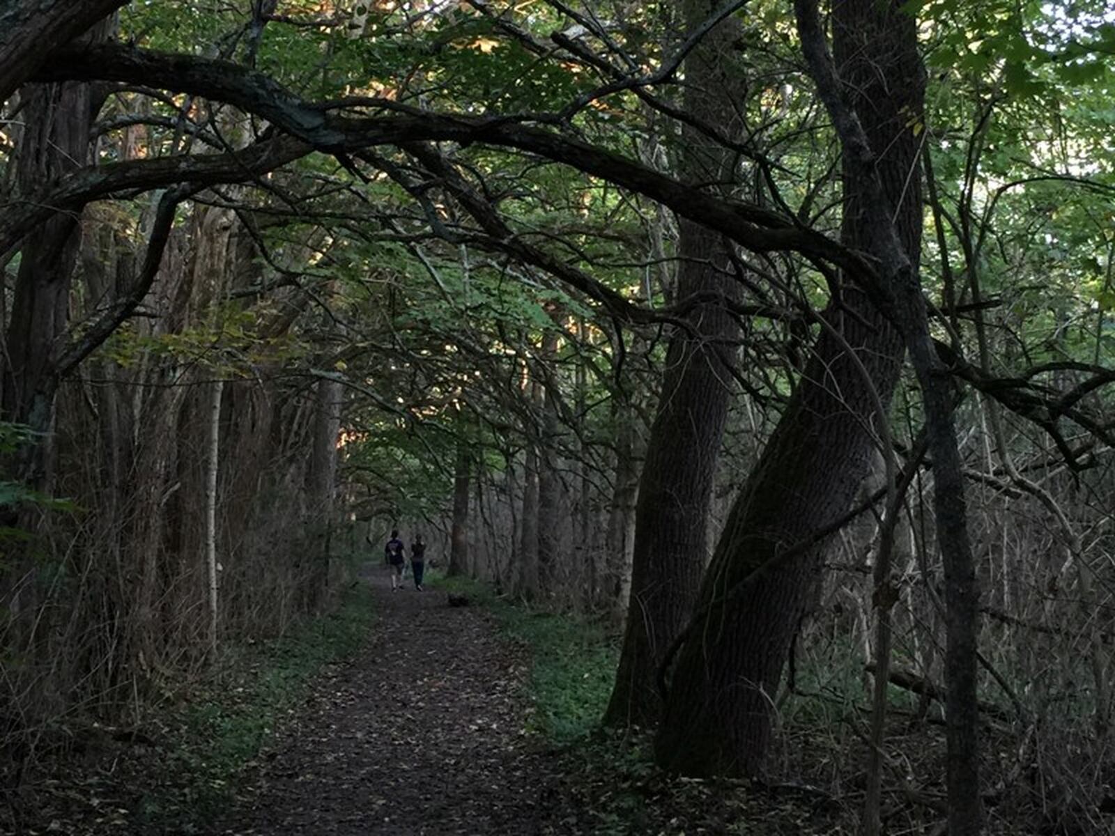 The Osage Orange Tunnel at Sugarcreek MetroPark is mysterious and unique. It’s stunning no matter what the season. STAFF FILE PHOTO