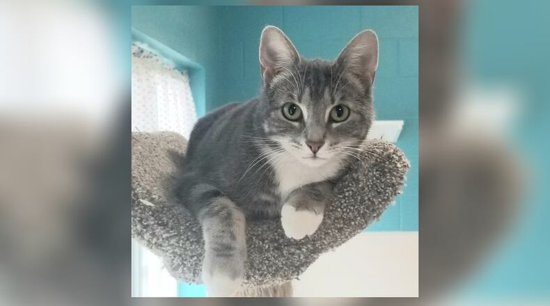 Nobel is a 1-year-old gray and white tabby. Nobel came to PAWS with her four kittens who are all grown now. She has been spayed and is now looking for a home of her own. Nobel is a really sweet kitty who gets along with the other cats and will likely do well in just about any home. Come visit her in the Catacabana room at the Paws Animal Shelter, 1535 West U.S. Highway 36, Urbana. Check out PAWS at pawsurbana.com, on Facebook at facebook.com/paws.urbana, on Petfinder at petfinder.com or call 937-653-6233. PAWS is in need of volunteers and foster homes. CONTRIBUTED