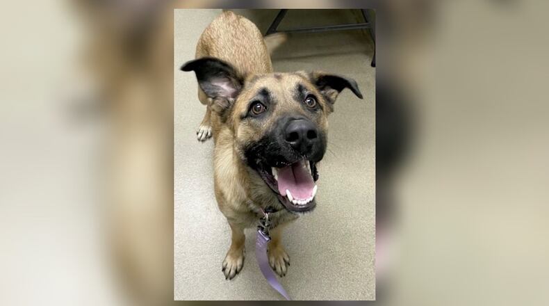 Meet Scarlet. She is a 55-65 lb., shepherd mix, around 1-2 years old. Unfortunately, this poor girl was abandoned at the dog park, and she is such a sweetie. She is active, playful and seems to be okay with other dogs. However, we do always recommend a meet-n-greet prior to adopting. Her adoption fee this week is $77 as she is the Pet of the Week. That includes her vaccines, alteration, microchip, dog license, and a free vet check. Call 937-521-2140 for an appointment to meet her. Clark County Dog Shelter is at 5201 Urbana Road, Springfield. CONTRIBUTED
