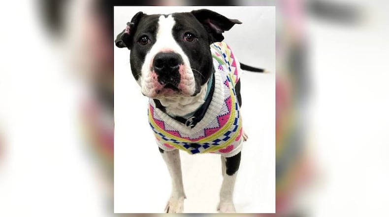 Ellie is a sweet, gentle, kind-hearted Pittie Mix who is looking for her furever home. She is around 55 lbs. and as far as we know, she does well with other dogs and children. Her adoption fee is $22 as she is the Pet of the Week. That includes her spay, vaccines, microchip, 2022 dog license and a free vet check. Ellie is at the Clark County Dog Shelter, 5201 Urbana Road, Springfield. Call 937-521-2140 or visit www.facebook.com/clarkcountydogshelter for more information. CONTRIBUTED