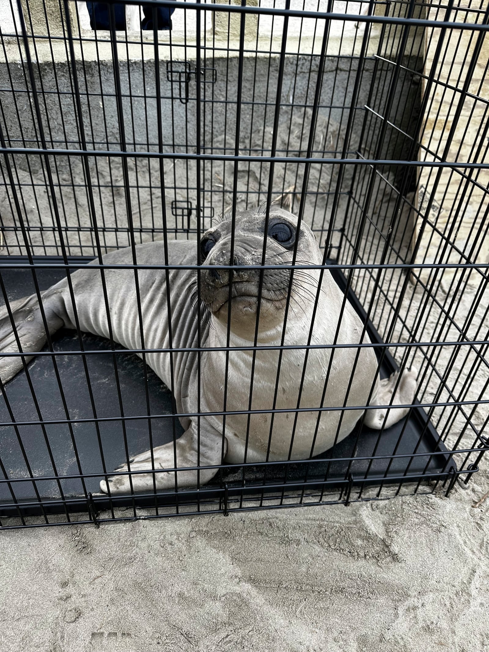 This April 2025 photo provided by Seaside Aquarium shows a baby seal who the National Oceanic and Atmospheric Administration said was stabbed on an Oregon beach in March. (Tiffany Boothe/Seaside Aquarium via AP)