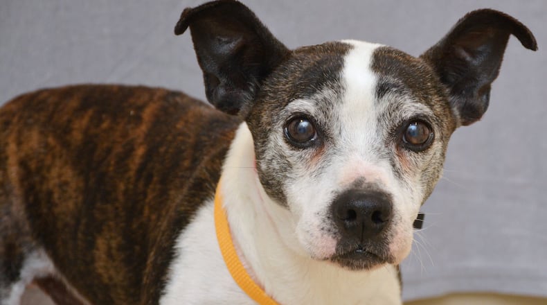 The Humane Society Serving Clark County is trying to reach a contract agreement with Clark County that would keep the shelter open. CONTRIBUTED