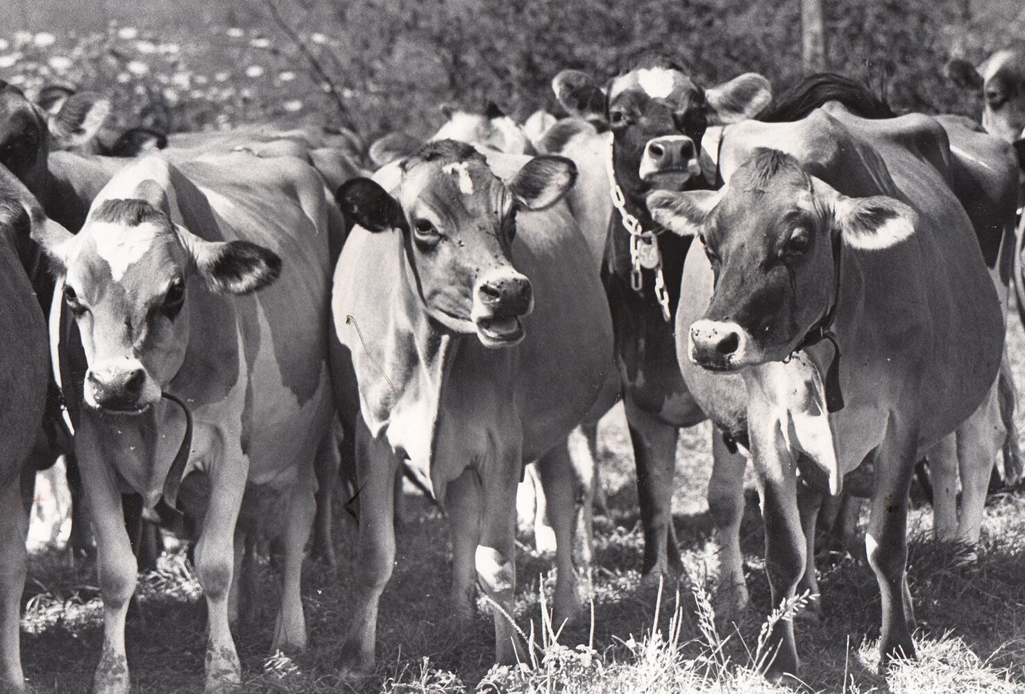 Young's Jersey Dairy