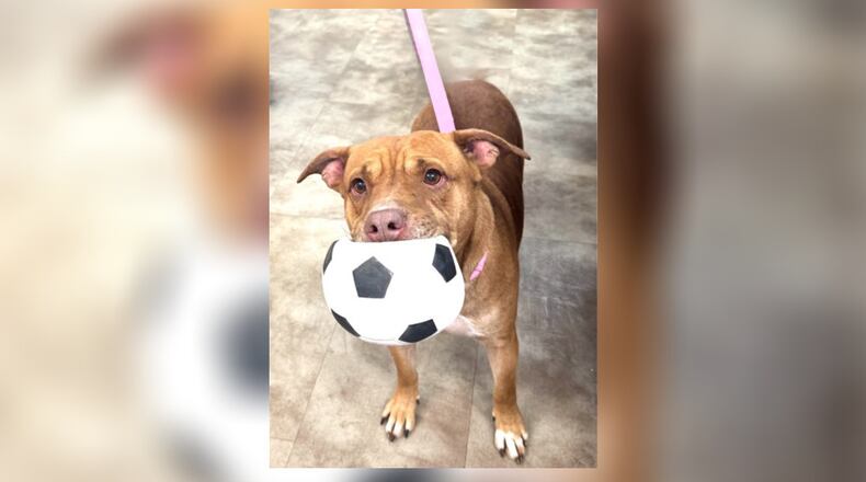 Meet Raven! She is a sweet pittie mix, around 5-years-old. She absolutely loves her soccer ball but she also loves attention and cuddles as well. Raven would do best without small children in the home as she can be playful nippy at times. Clark County Dog Shelter is at 5201 Urbana Road, Springfield. CONTRIBUTED