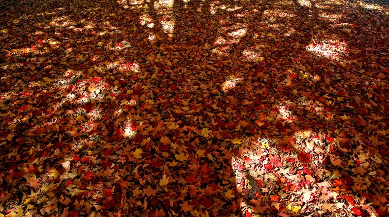 As the days grow shorter and the air gets cooler, mother nature has started pulling back the blanket of green foliage to reveal the bright reds, yellows and browns of autumn in Clark County. BILL LACKEY/STAFF