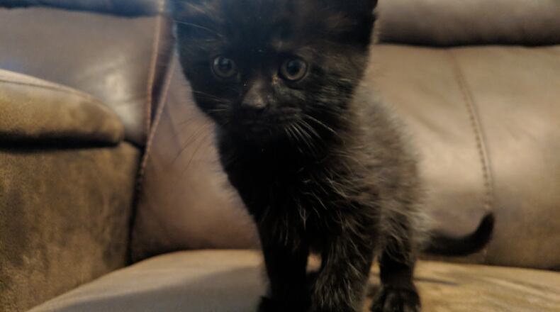 Comet, the five-week-old kitten shown, was thrown over power lines by a Springfield man Sunday, according to police. CONTRIBUTED PHOTO