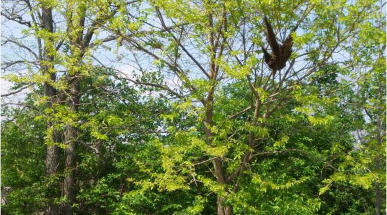 This bee swarm is hanging out above a row of bee supers waiting for a report from its scouts. PAM COTTREL/CONTRIBUTED