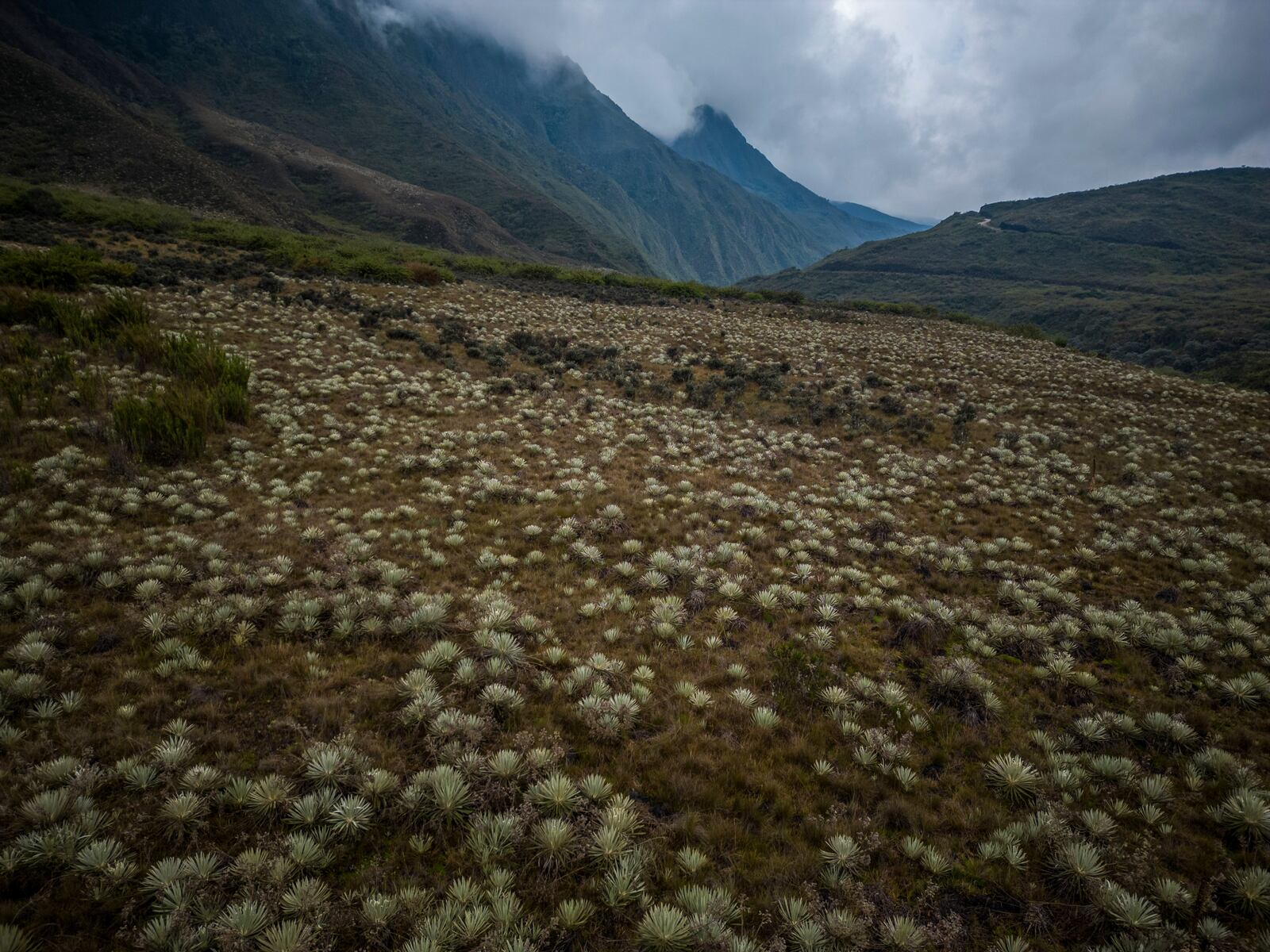 FILE - The paramo stands in Chingaza National Natural Park, Colombia, March 19, 2024, serving as the primary water source for millions of residents in the capital city of Bogota. (AP Photo/Ivan Valencia, File)