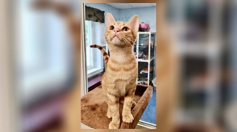 Riley is the Champaign County Pet of the Week from Paws Animal Shelter.