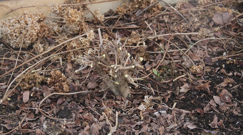 Limelight Hydrangea after rejuvenation pruning. CONTRIBUTED