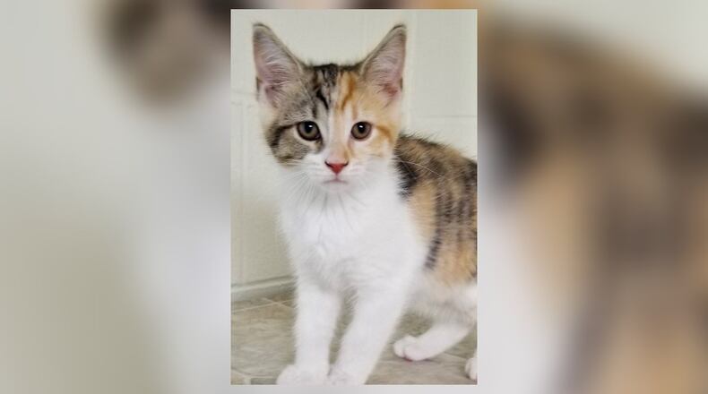 Rolo and his siblings are the sweetest little kittens who love to play and snuggle and purr and, well, be kittens. They are all looking for their fur-ever homes and will do well in just about any home. Come meet them at the Paws Animal Shelter, 1535 West U.S. Highway 36, Urbana. Check out PAWS at www.pawsurbana.com, on Facebook at www.facebook.com/paws.urbana, on Petfinder at petfinder.com or call 937-653-6233. PAWS is in need of volunteers and foster homes. CONTRIBUTED