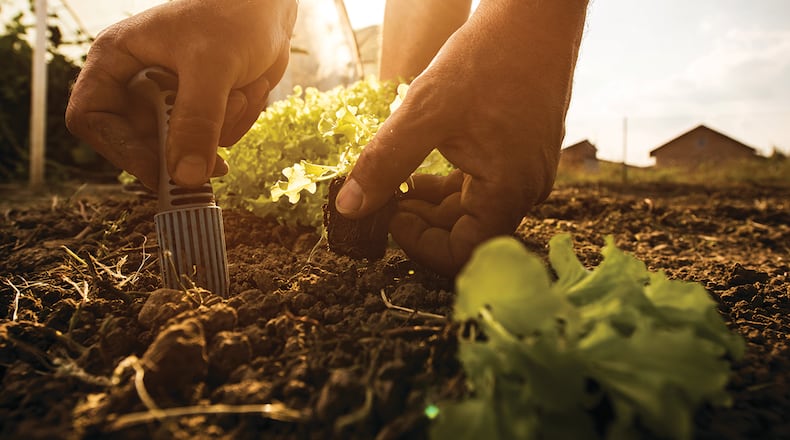 Begin with a small garden footprint so that you can get your feet wet. A raised garden bed can be a good starting point because it is contained and easy to maintain. As your experience (and garden) grows, you can add to the garden size the next time around. iSTOCK