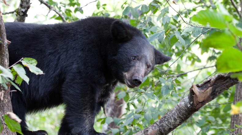 Black bears have been spotted in southwest Ohio recently.
Photo credit: ODNR