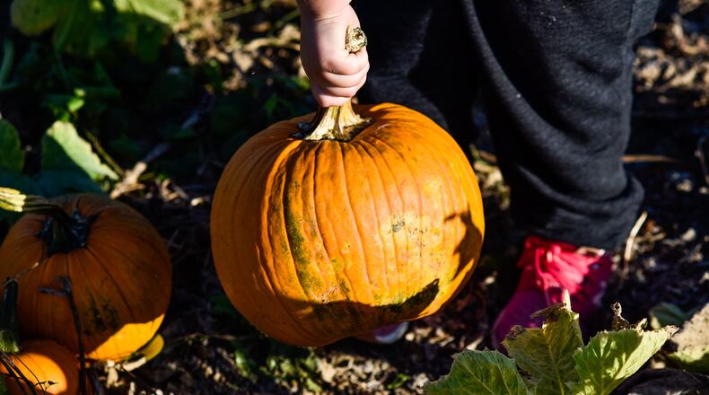 Pumpkins, hay rides, costumes and candy are all part of the potential fun at Halloween. NICK GRAHAM/STAFF