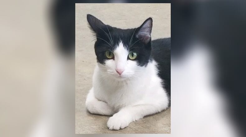 Nala is a very pretty 1-year-old black and white cat. She came to the shelter pregnant and had her four kittens in a foster home. They have been weened. She has been spayed, and Nala is now looking for her fur-ever home. Come meet her at the Paws Animal Shelter, 1535 West U.S. Highway 36, Urbana. Check out PAWS at pawsurbana.com, on Facebook at facebook.com/paws.urbana, on Petfinder at petfinder.com or call 937-653-6233. PAWS is in need of volunteers and foster homes. CONTRIBUTED