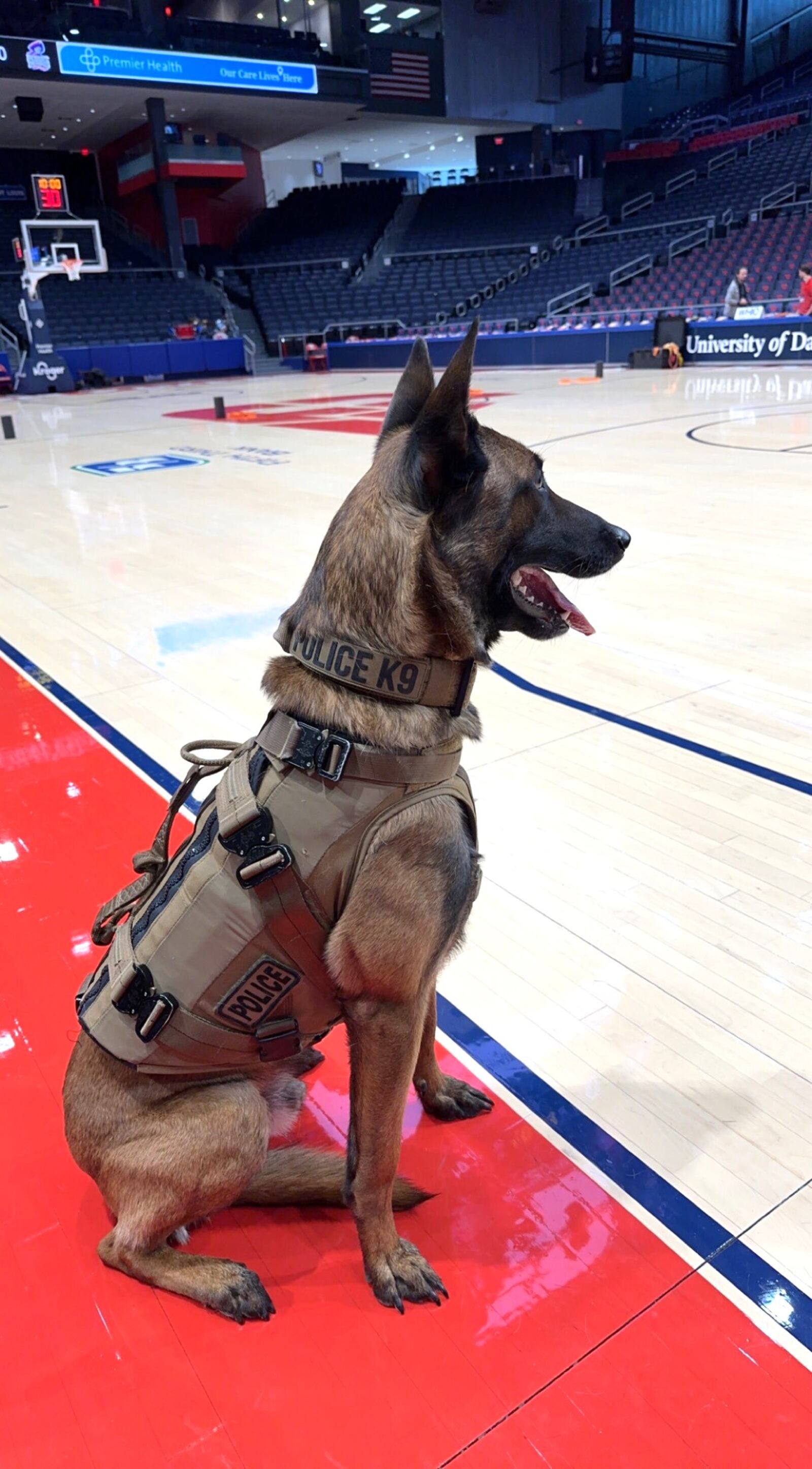 Scooby Doo, a four-year old Belgian Malinois, who is Dayton K-9 officer and the partner of Officer Nate Spellman,  surveys Blackburn Court at UD Arena before the start of the First Four Tournament. CONTRIBUTED