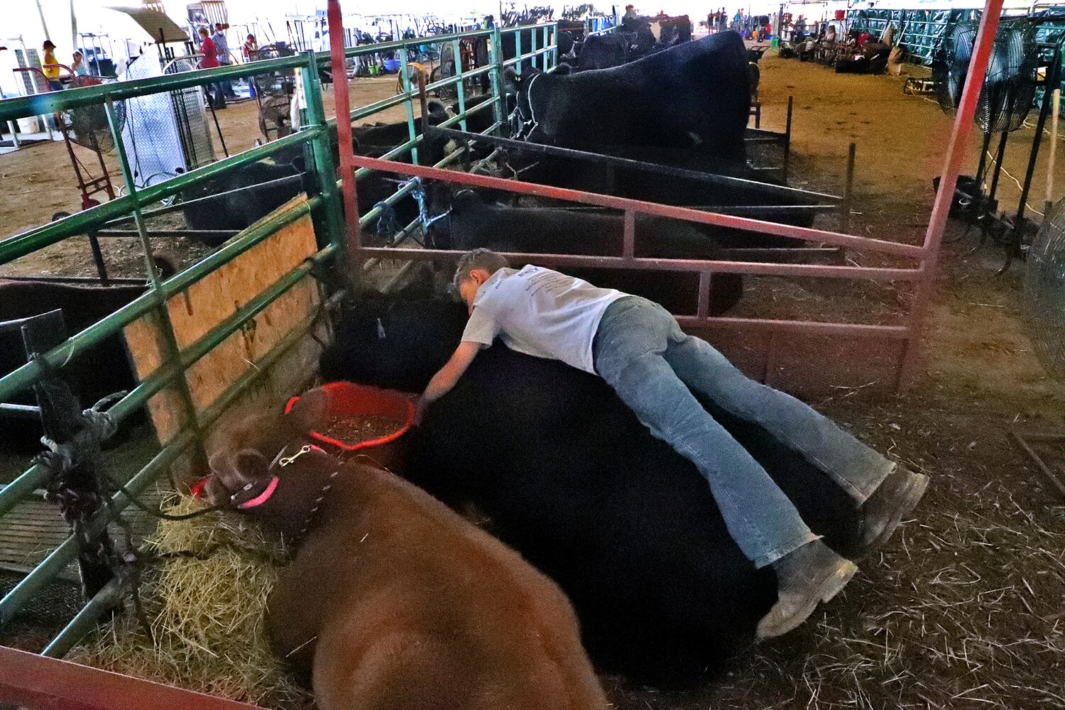 Clark County Fair