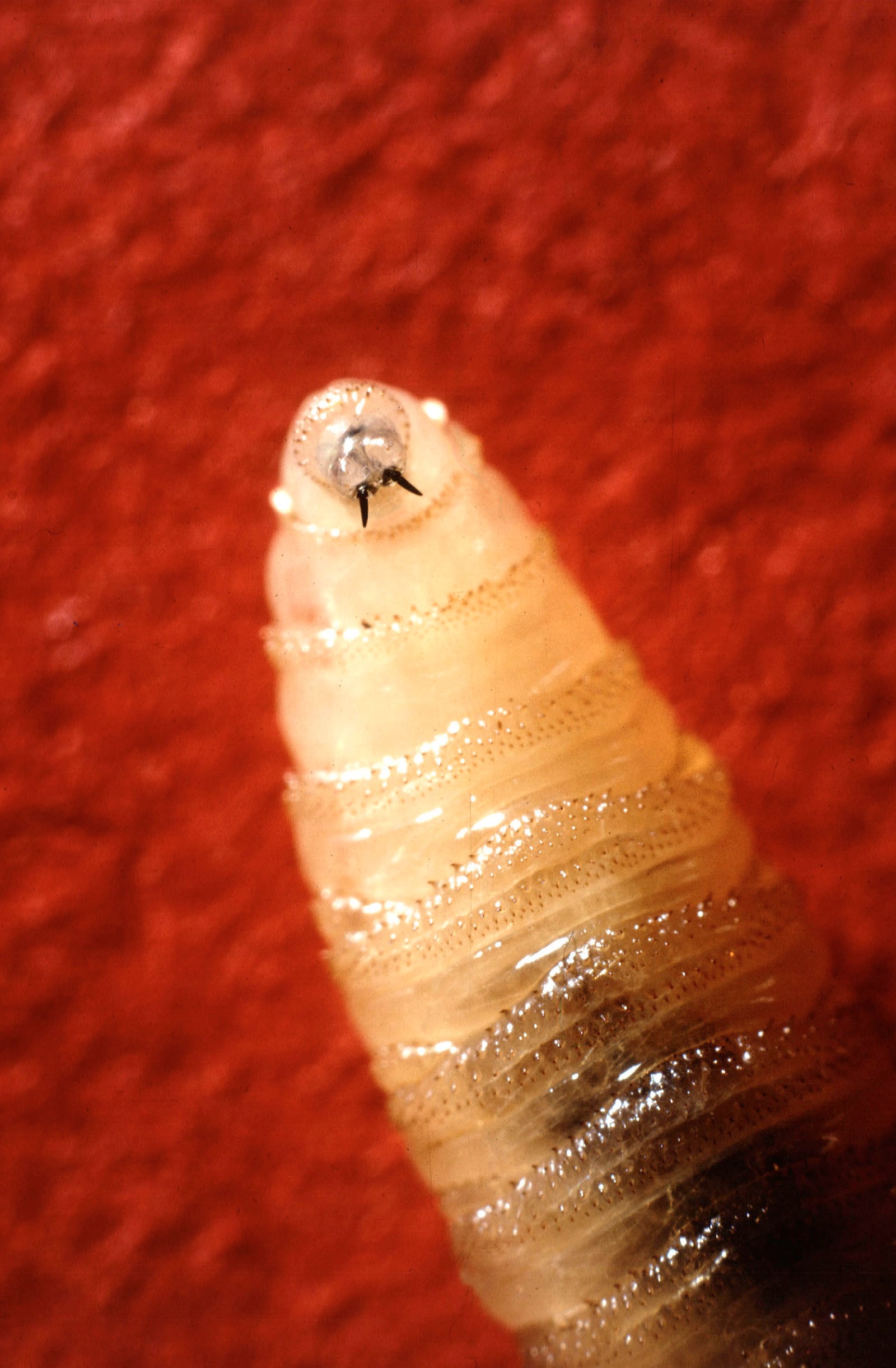 A New World screwworm larvae sits at rest in this undated photo. (USDA Agricultural Research Service via AP)