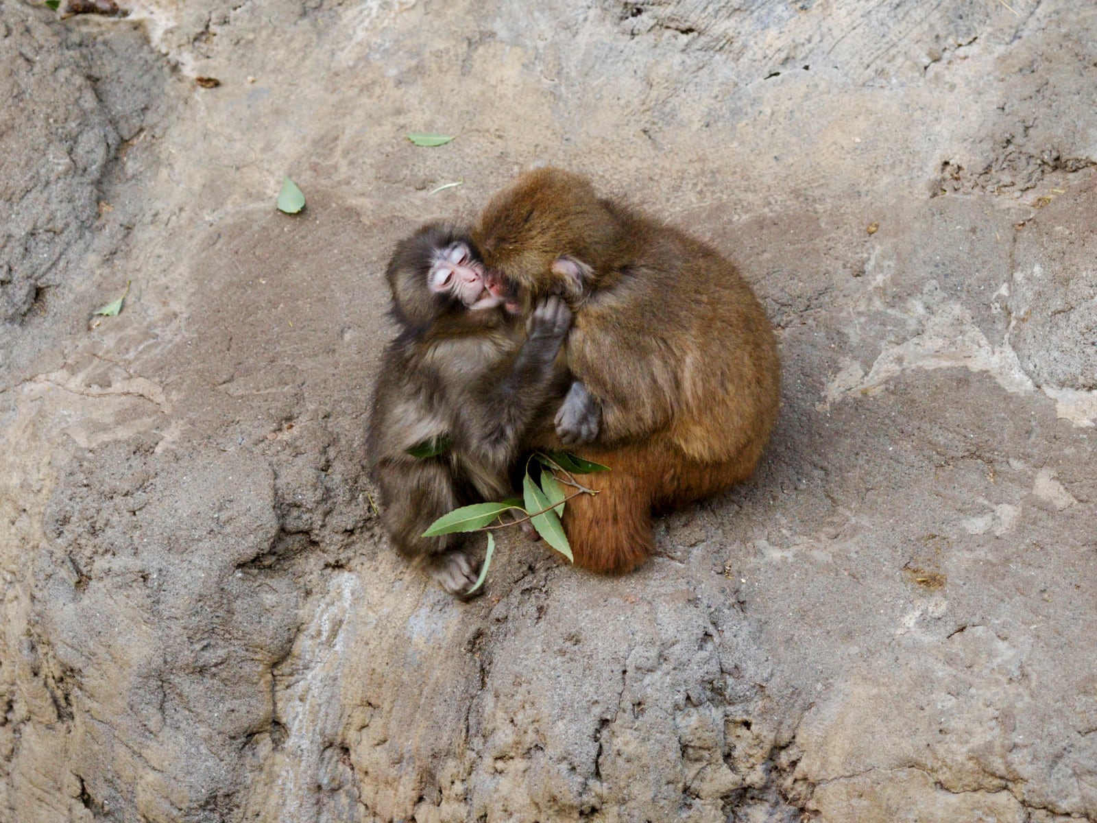 Punch, a 7-month-old macaque, plays with another monkey at Ichikawa City Zoo in Ichikawa, near Tokyo, on Thursday, Feb. 19, 2026. Lonely boy no more: Punch is now making friends. (Ko Sasaki/The New York Times)