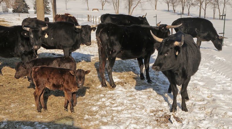 Glen Courtright's Corriente cattle, which stay outside all year, at his Clark County farm Wednesday, Jan. 15, 2025. BILL LACKEY/STAFF