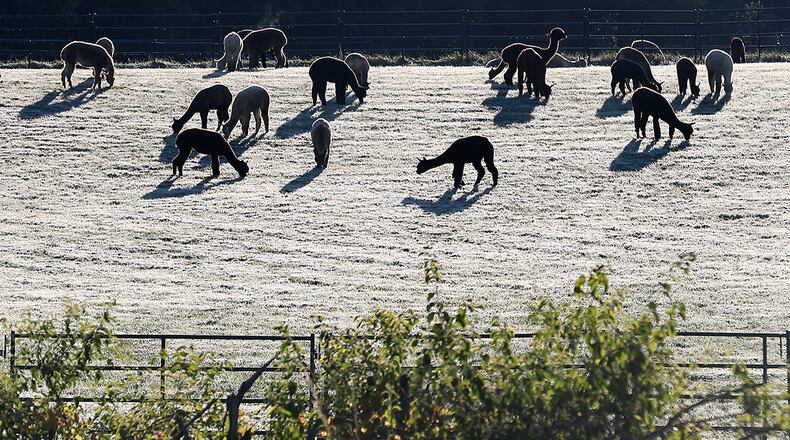A herd of alpaca graze in a frost covered field early Wednesday morning at the Holdfast Alpaca Farm along Lower Valley Pike. BILL LACKEY/STAFF